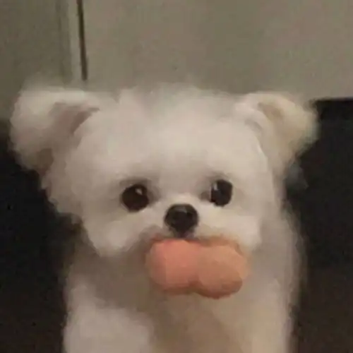 可爱小动物头像在这个世界某个角落必有为你而生的人

