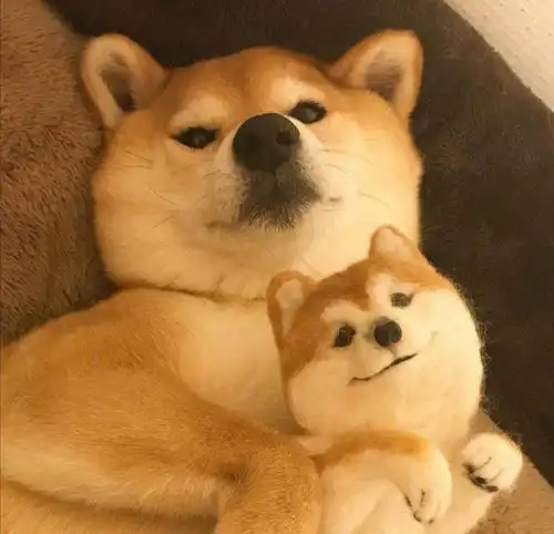 感觉生活没有乐趣那就养只柴犬吧
