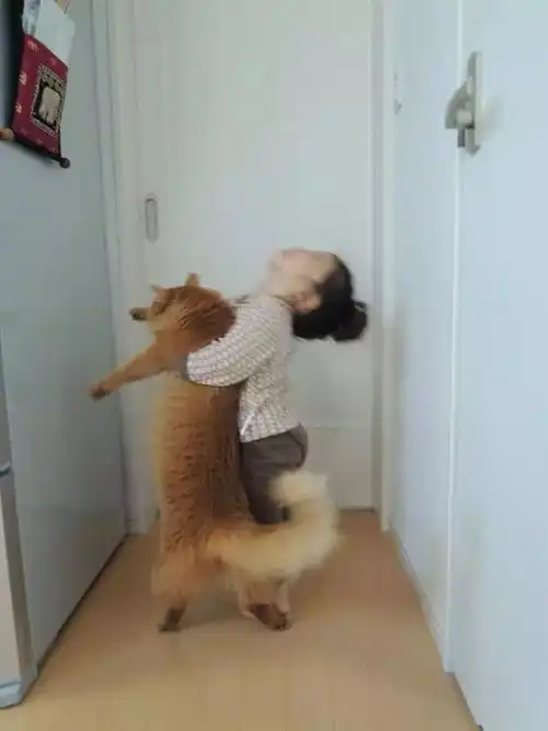 想和猫猫比身高人类,你天真了
