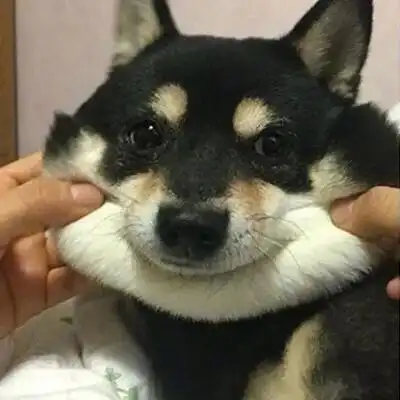 小y公考记

