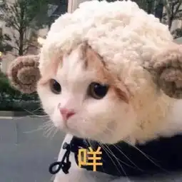 可爱小动物表情包,泡妞专用
