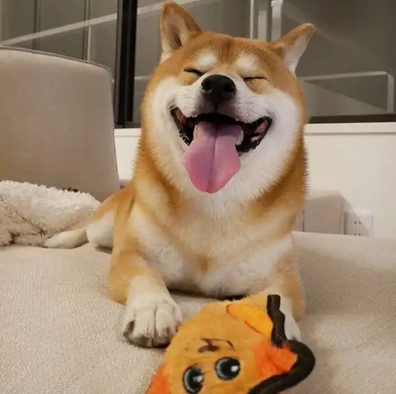 主人看着我,别生气了来笑一个吧家有百变萌宠柴犬,让你永远不寂寞.....
