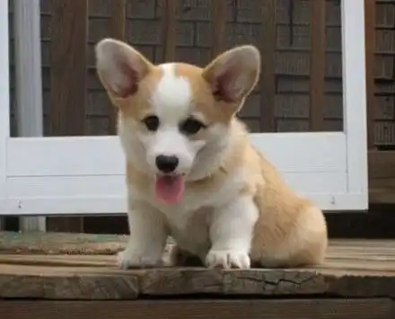 犬犬最新消息,新闻,图片,视频聚合阅读新浪网
