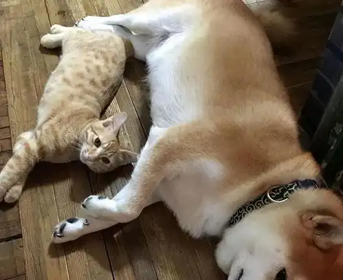 日本一柴犬以为自己是猫,每天和只橘猫混一起后,画风变成了这样
