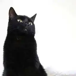 神秘又可爱的黑猫图片大全2017捏捏你的耳朵

