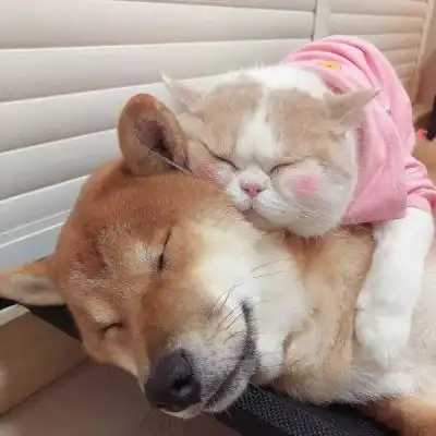 动物情侣头像猫狗一对非常可爱的猫狗情侣头像大全
