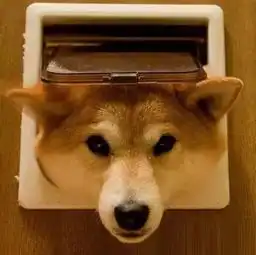 看完这只日本柴犬保证你的心情瞬间变好
