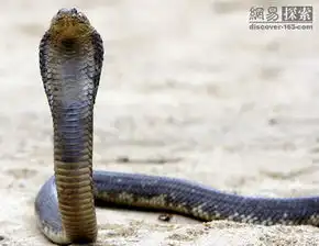 世界哪些蛇最毒图片
