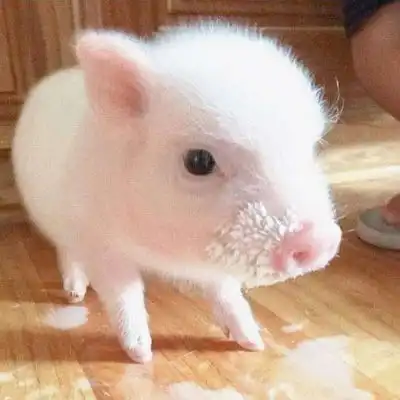 超萌猪头像可爱图片最近很火的猪的图片

