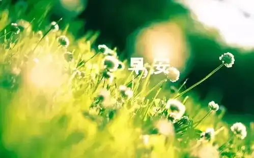 最美早安问候图片鲜花带字朋友圈早安心情说说唯美短句

