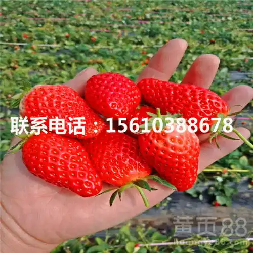 山东全明星草莓苗批发全明星草莓苗厂家
