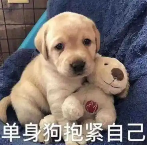 进帮会就为了养鱼土豪老板怒掷5256元,向全帮妹子表白
