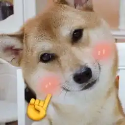 猫猫狗狗的有爱情侣头像

