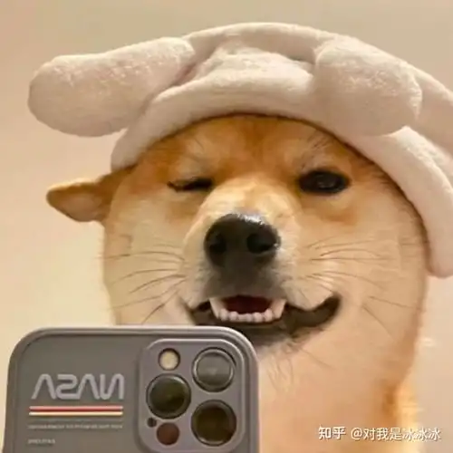 萌宠猫猫狗狗头像
