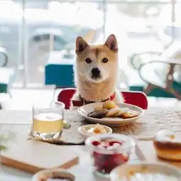 有哪些可爱的狗狗头像
