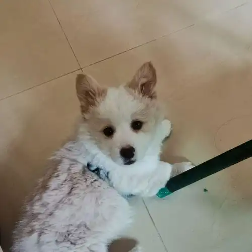 这是柯基和什么的串吗
