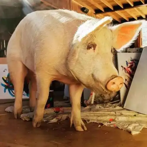 故事看不懂毕加索不可怕就怕猪也这样画
