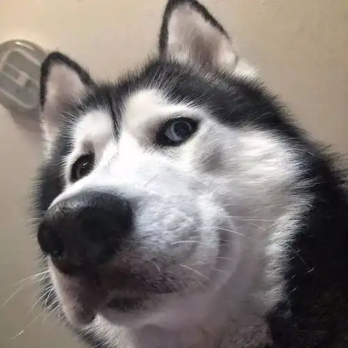 表情天生表情包二哈
