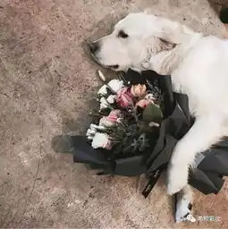 撒狗粮不偿命情人节套路,玩的就是段子
