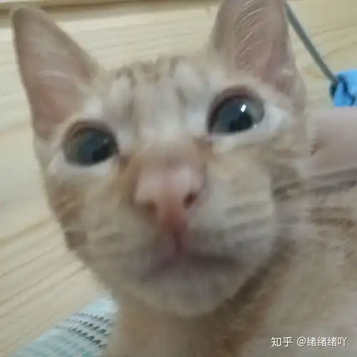 猫很怕人怎么办
