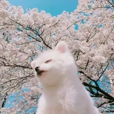 狗年一定要旺旺旺
