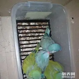 长期出售越鹩,蓝绿幼鸟和尚鹦鹉,玉桂小太阳种鸟三对

