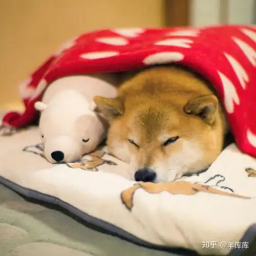 有哪些超级可爱的柴犬的表情包
