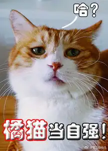 橘猫当自强哈哈儿

