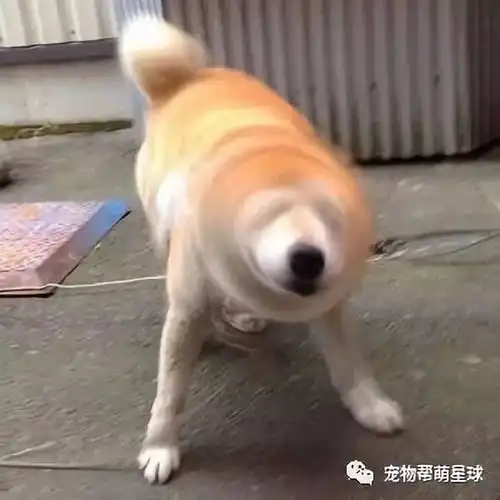 你以为养宠人是你想象中的那么快乐吗
