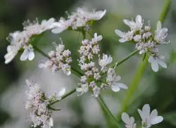 没见过的请举手美丽香菜花
