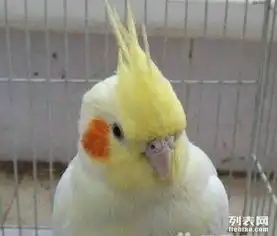 南京各种金太阳蓝和尚小太阳玄凤虎皮牡丹
