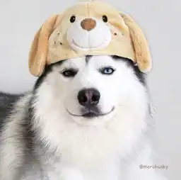 有没有一些柴犬或二哈超可爱的壁纸或头像
