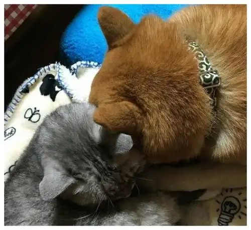 本一柴犬以为自己是猫,每天和橘猫混一起,画风变成了这样..
