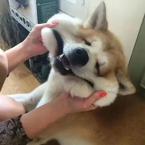 头像12情头
