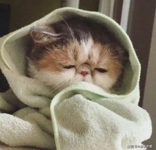眼睛耳朵脏兮兮,猫咪却不肯擦这三点能解决
