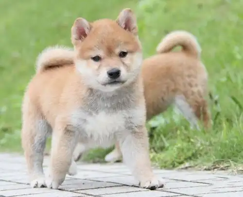 东莞买卖宠物狗的市场东莞哪里买柴犬好柴犬价格贵不贵
