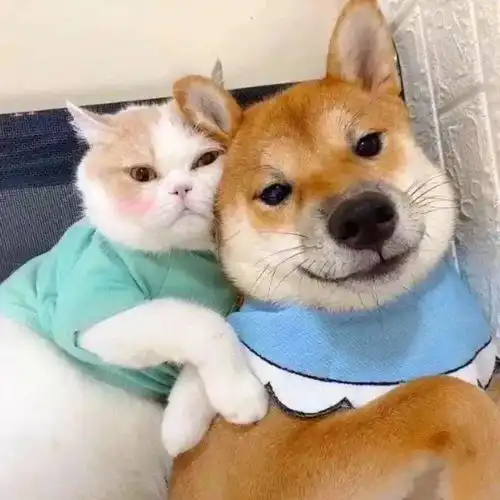两只公猫传出绯闻,因为一条深夜朋友圈...
