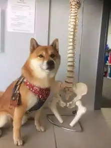 让人无法生气的日本柴犬,这个表情简直萌cry啦
