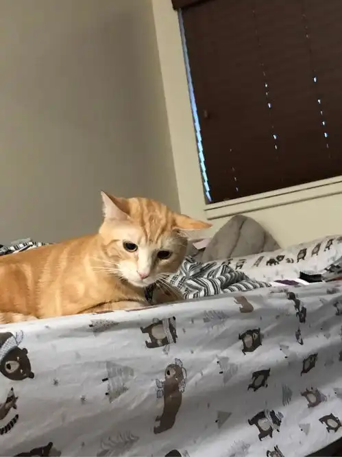 小橘猫和小柴犬养在一起是一种什么样的体验

