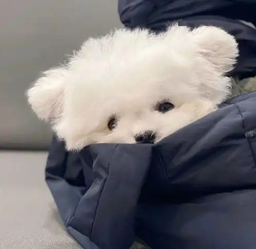 微信头像是心动呀
