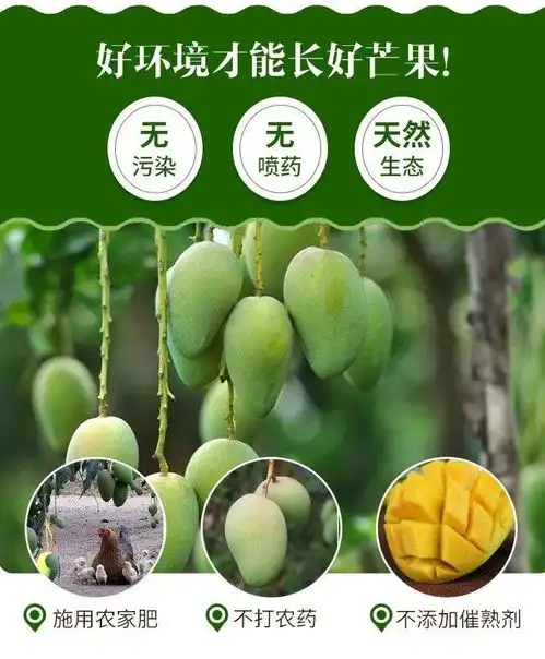正宗广西甜心芒果13510斤装应季新鲜水果凯特非小台芒黄金芒果批发包邮
