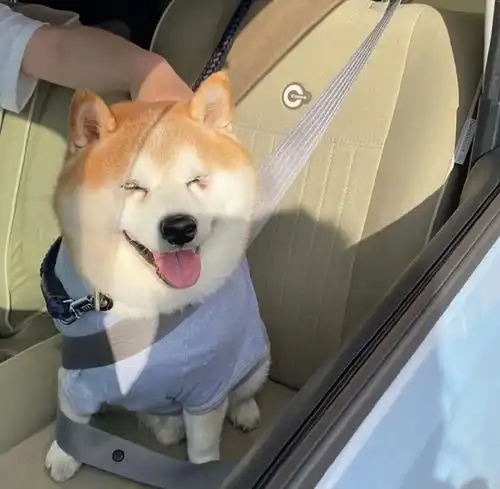 萌宠猫狗系列头像
