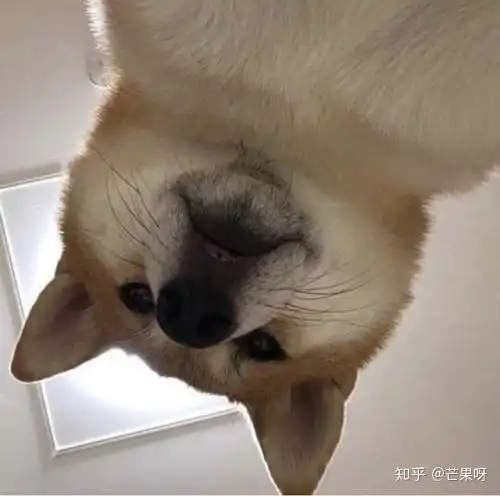 有可爱的猫和狗的情头吗
