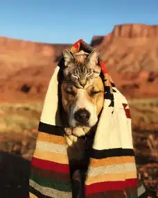 上百万粉丝见证了这对猫狗探险组合间的珍贵友谊
