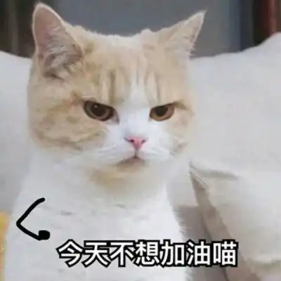 蠢萌头像动物系列2020蠢萌动物头像高清
