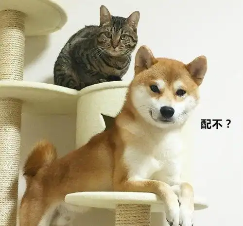 柴犬扑倒猫咪然后亲了一顿,喵星人铲屎官赶紧拖走这只蠢汪
