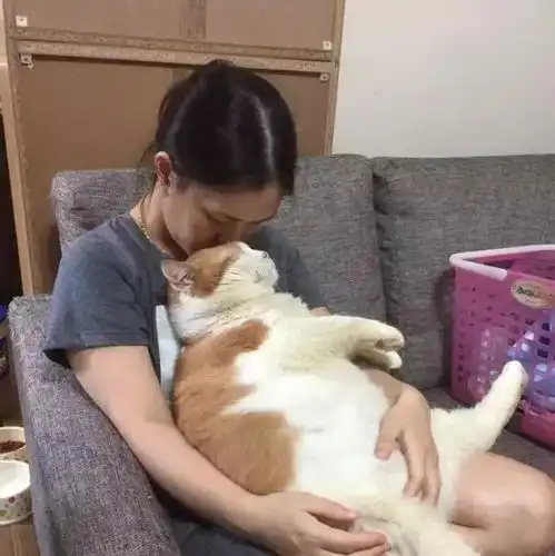 养这么大只猫,晚上会出现猪压床吧
