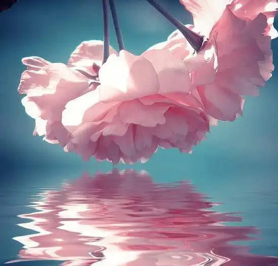 心理测试你会选哪一种花朵测测你的性格怎样和恋人相处
