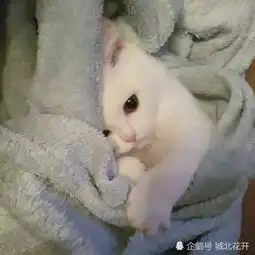 公主,你的头像已过时,请速速更换最新版猫咪情侣头像
