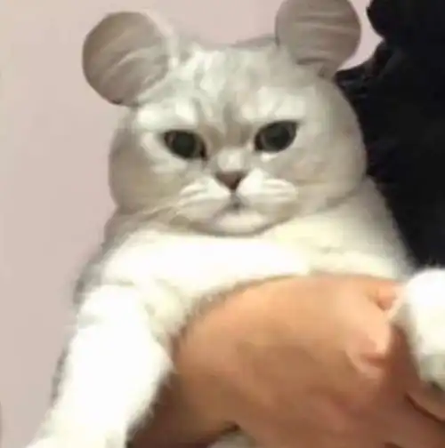米老鼠猫走红,卷耳猫的耳朵,折耳猫的脸蛋,萌值飙升巅峰猫咪女孩子不太熟悉
